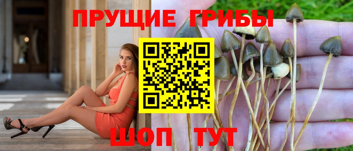 Псилоцибиновые грибы Psilocybe Елабуга
